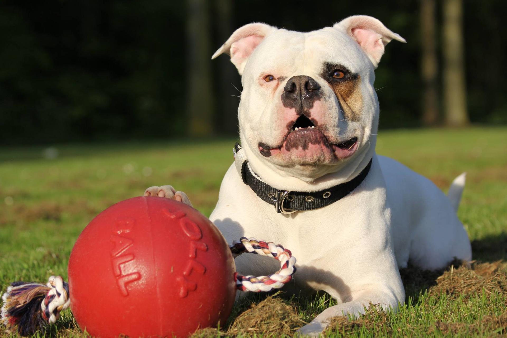 Scented red dog ball with rope