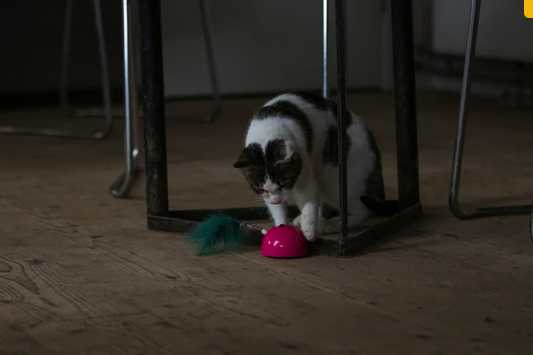 Pink Mouse Smart Cat Toy