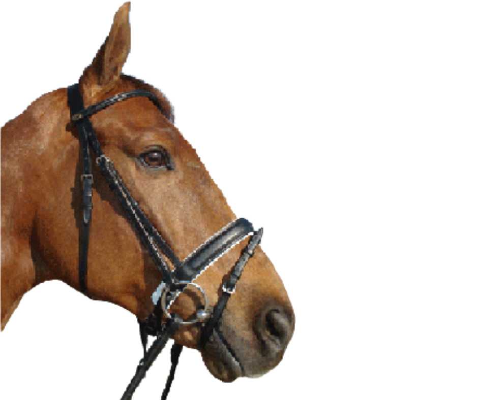 Barcelona bridle