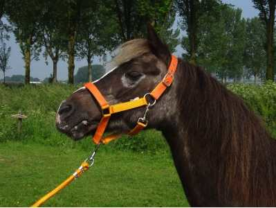 Celzi Headcollar, halter