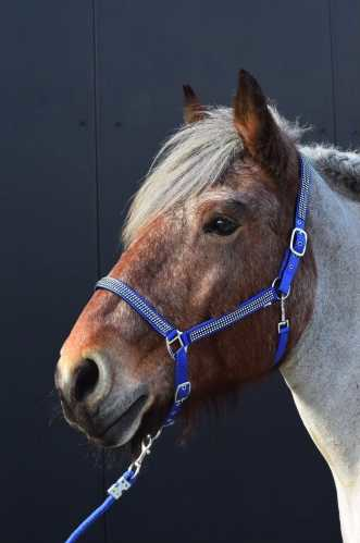 Volla Headcollar,  halter XXFull