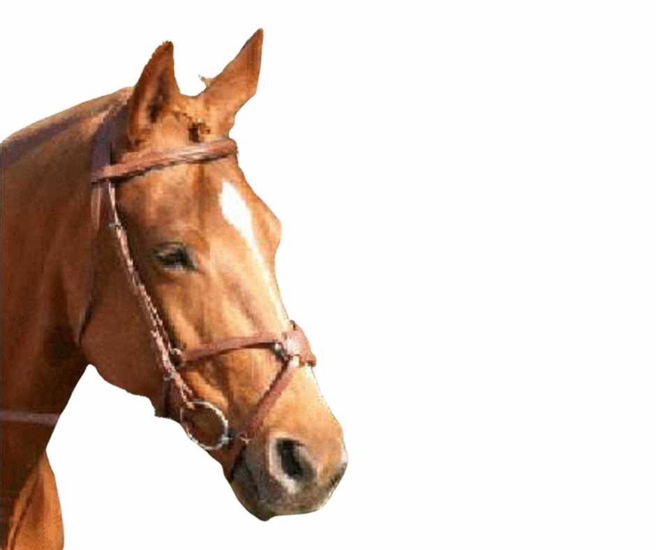 Mexican bridle