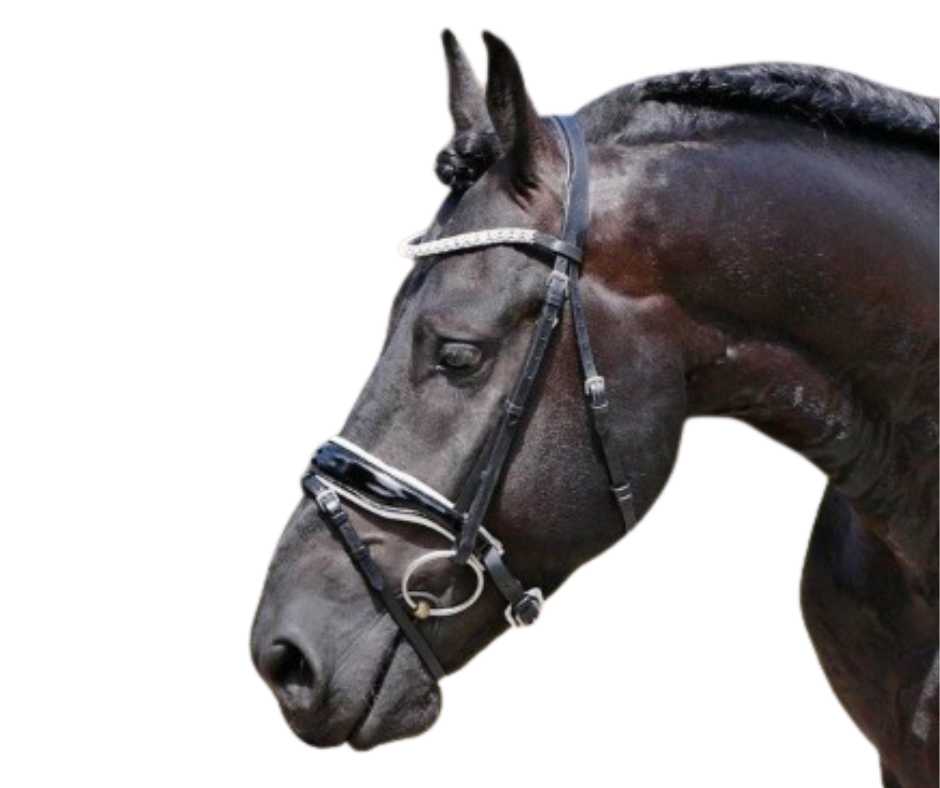 Showtime Glamerdale bridle