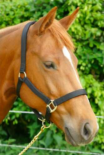 Reni headcollar, halter