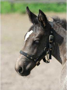 Princess headcollar, halter for foal