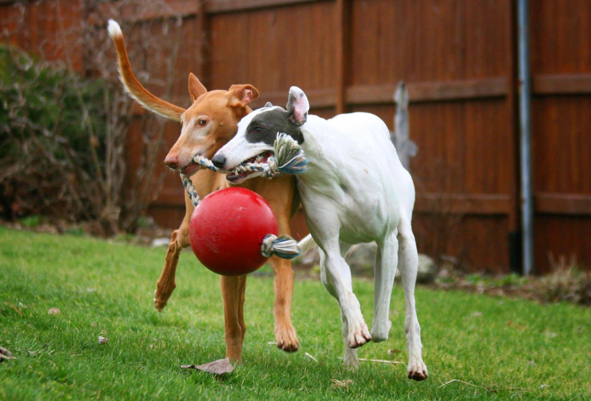 Scented red dog ball with rope