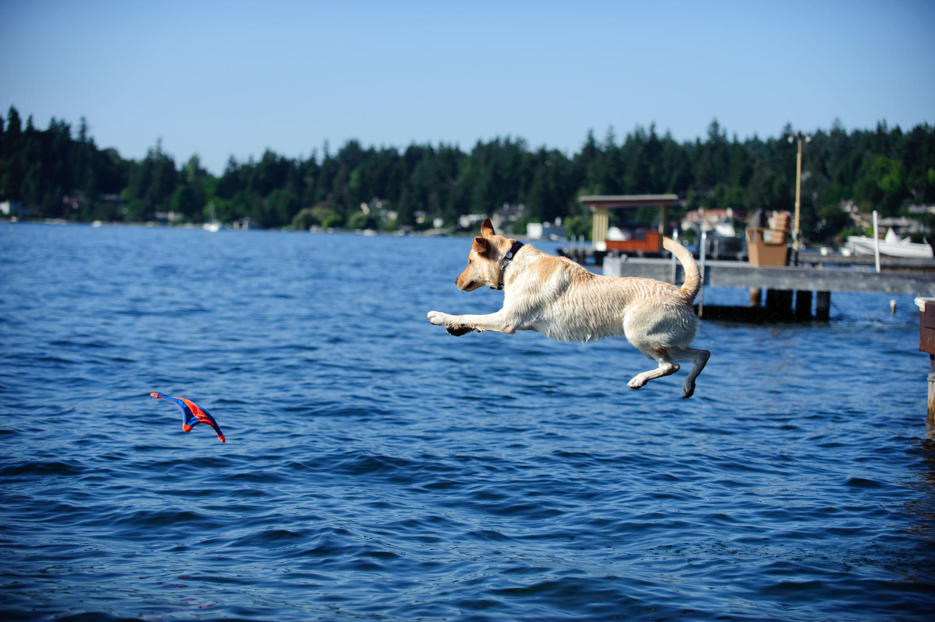 Squirrel shaped throw toy M 35 cm dog toy frisbee