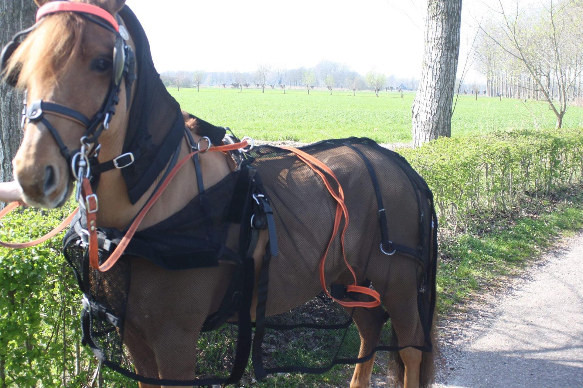 Rocky fly rug with neck