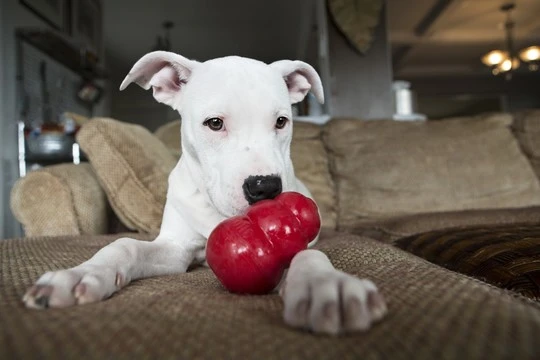 Classic toy with feeder for dog
