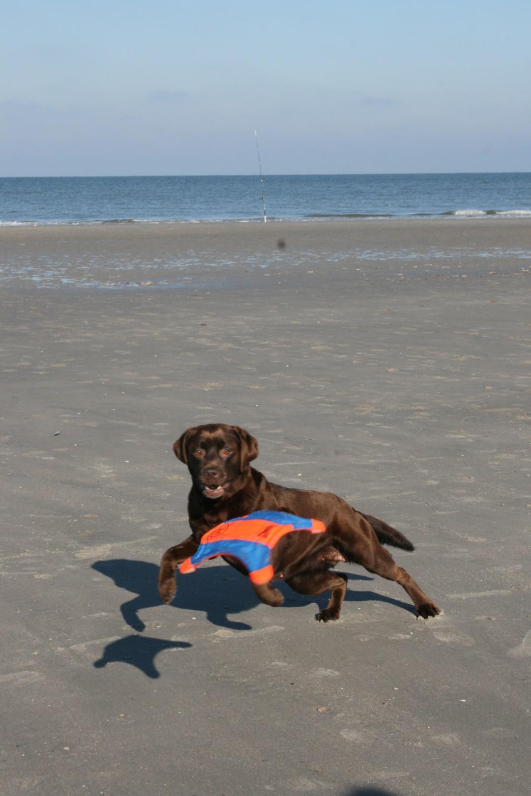 Squirrel shaped throw toy M 35 cm dog toy frisbee