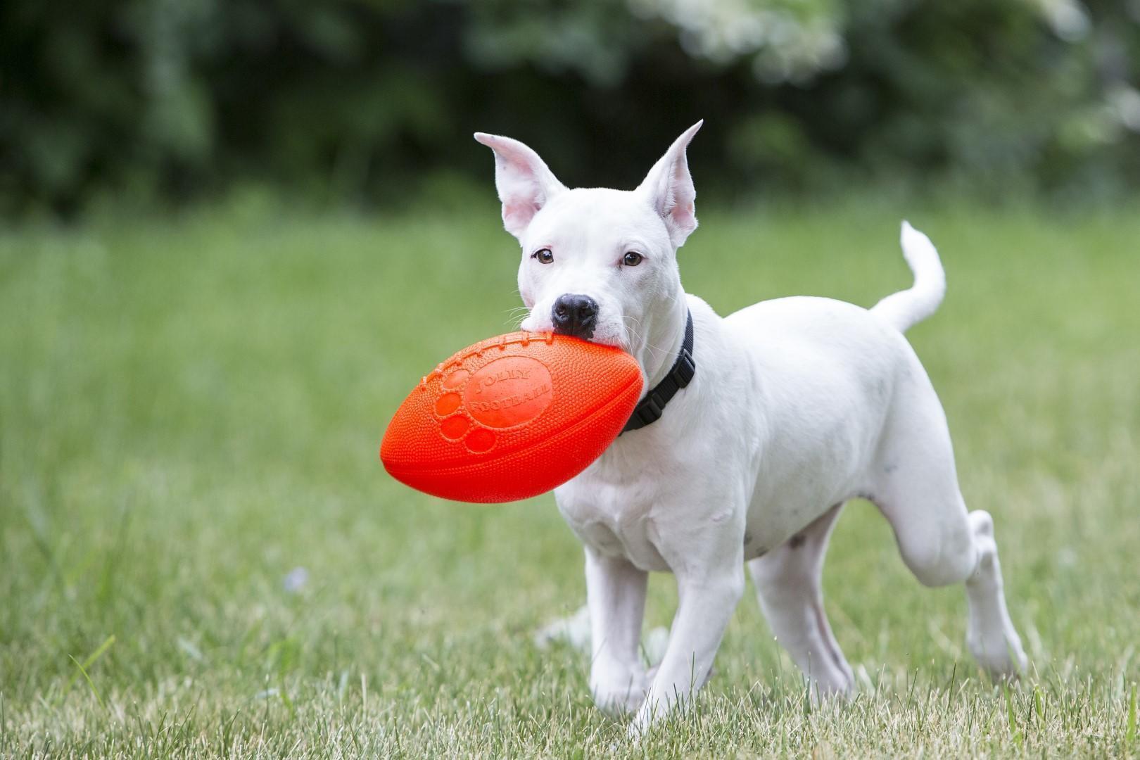 Orange rugby for dogs