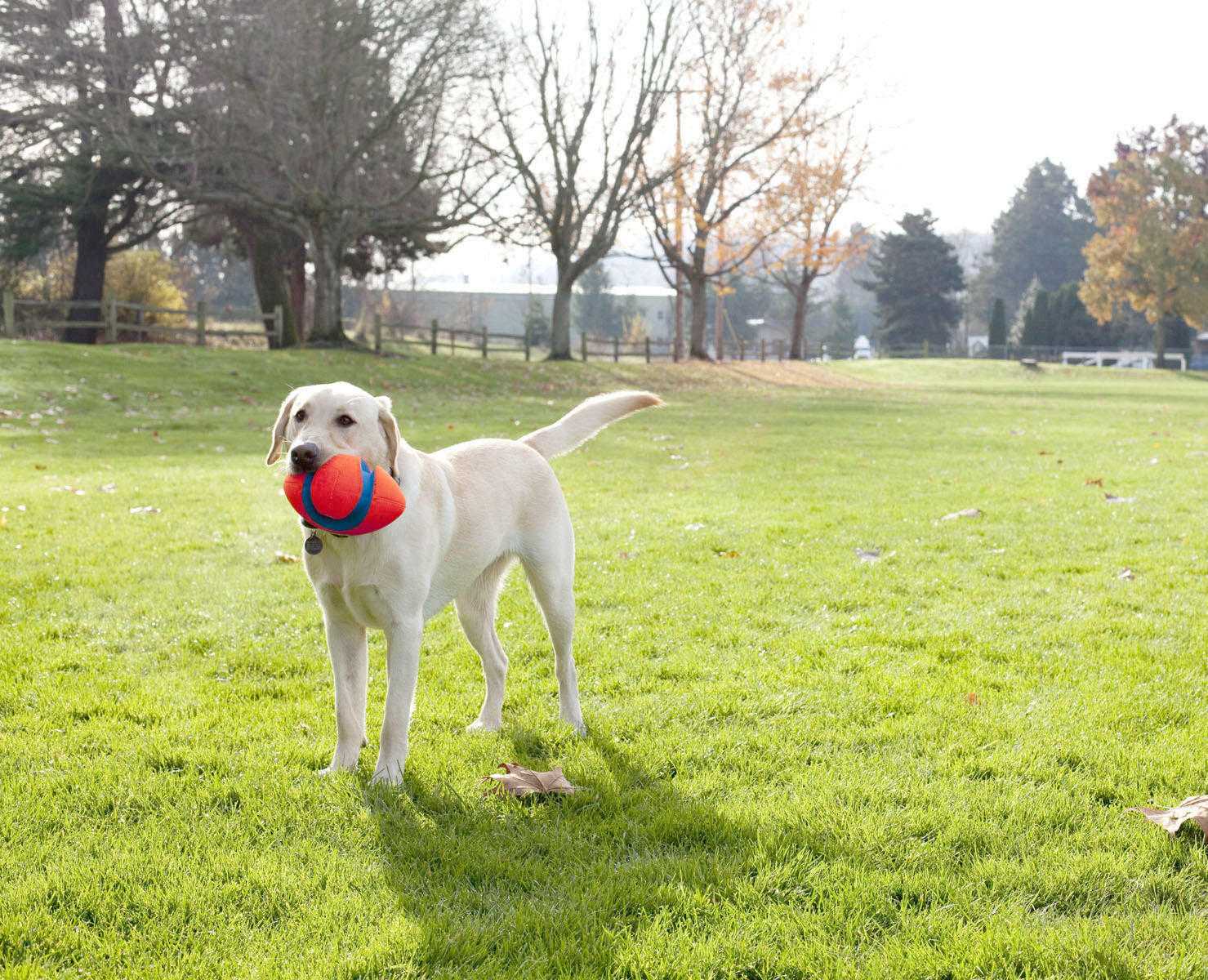 Premium rugby for dogs