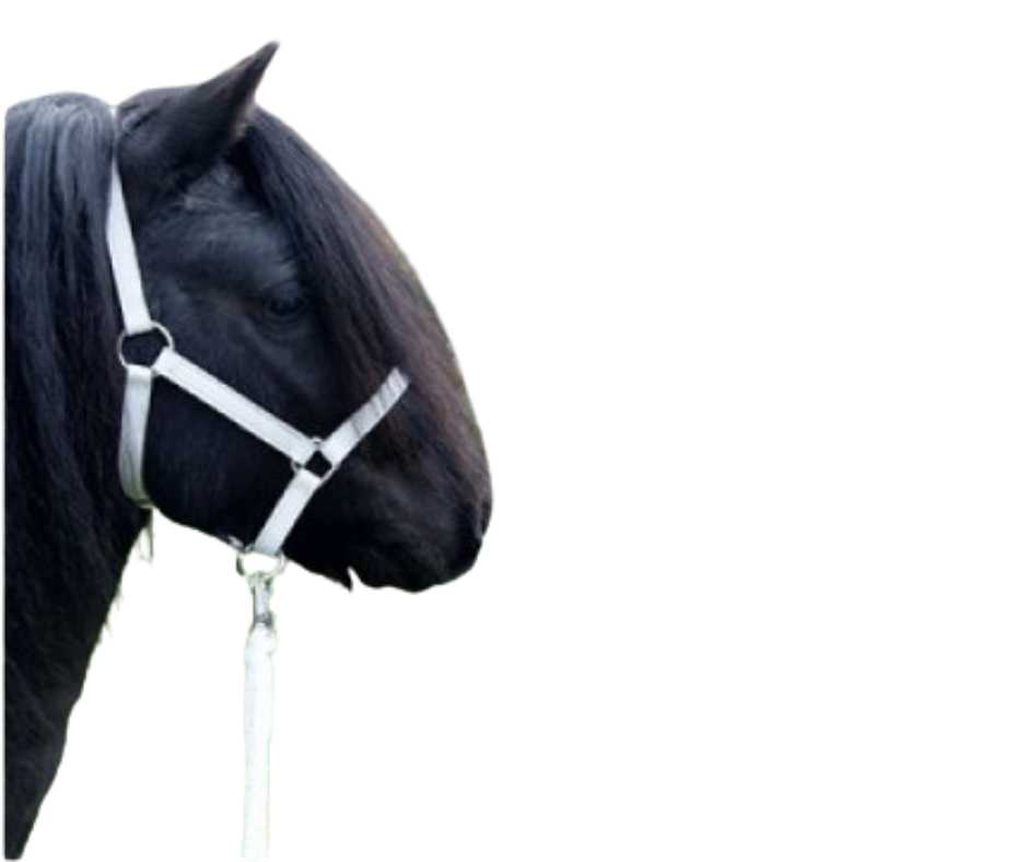 Headcollar, halter for Shetland pony