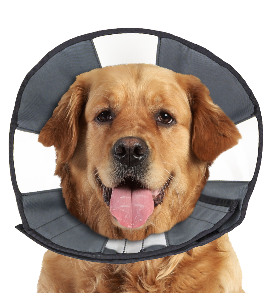 Dog Velcro protective collar XL