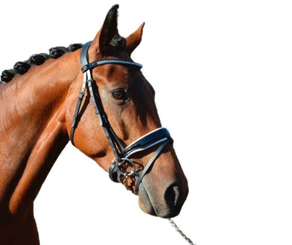 Zafir bridle