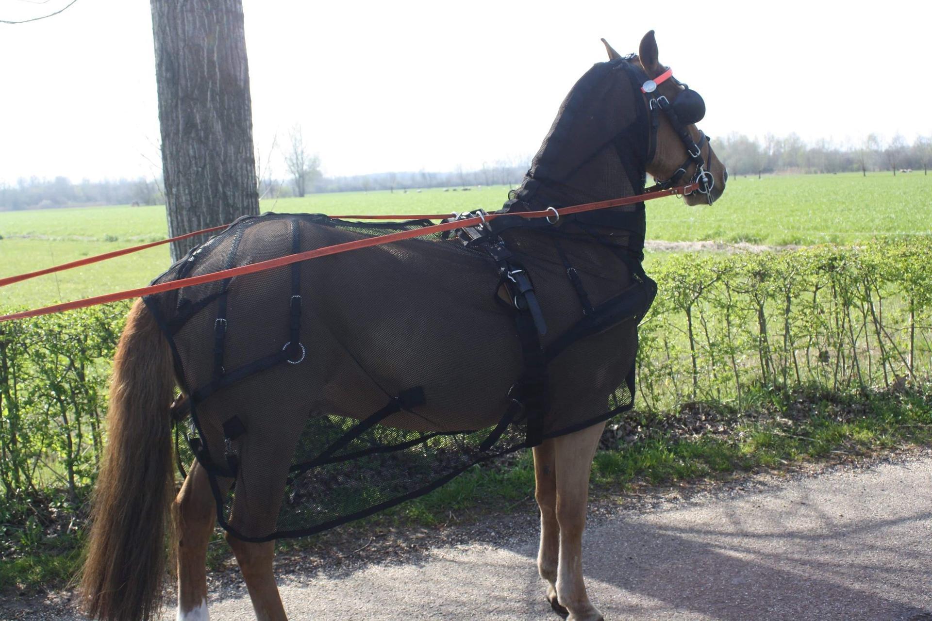 Rocky fly rug with neck
