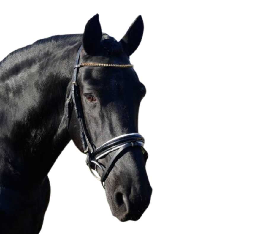 Showtime Brandy bridle