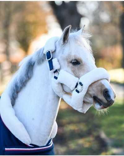 Showtime Harry and Hector Headcollar, halter
