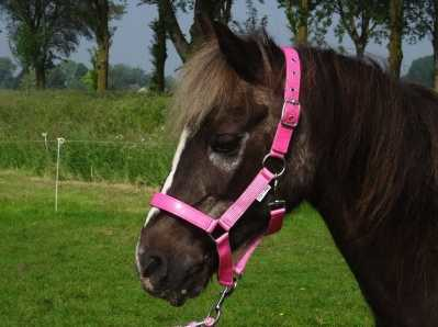 Celzi Headcollar, halter