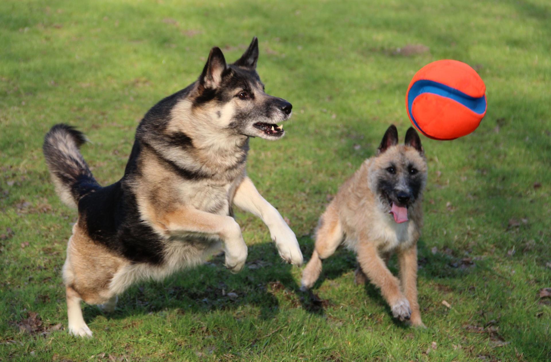 Kick Fetch 19 cm dog ball