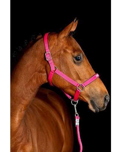 Betty Headcollar, halter