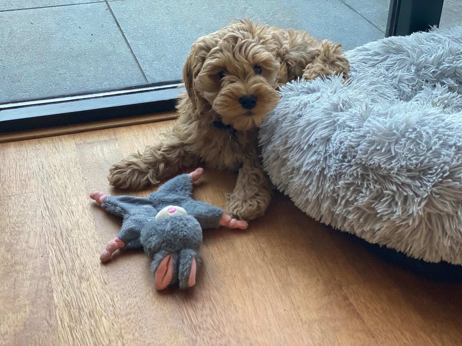 Bunny crunchy dog toy