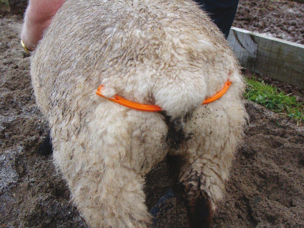 Uterus spoon for sheep with tape, birth promoter, sheep, goat, alpaca, llama, larger animals