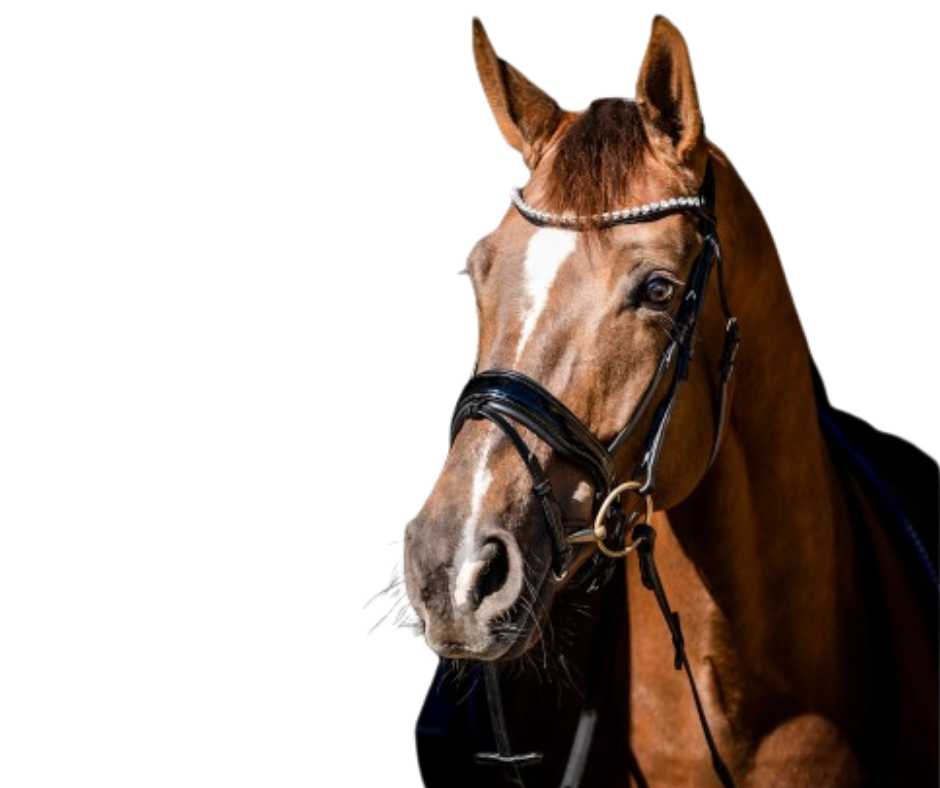 Showtime Special Guy bridle