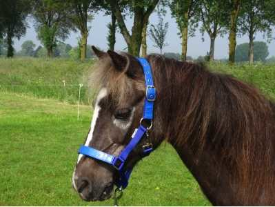 Celzi Headcollar, halter