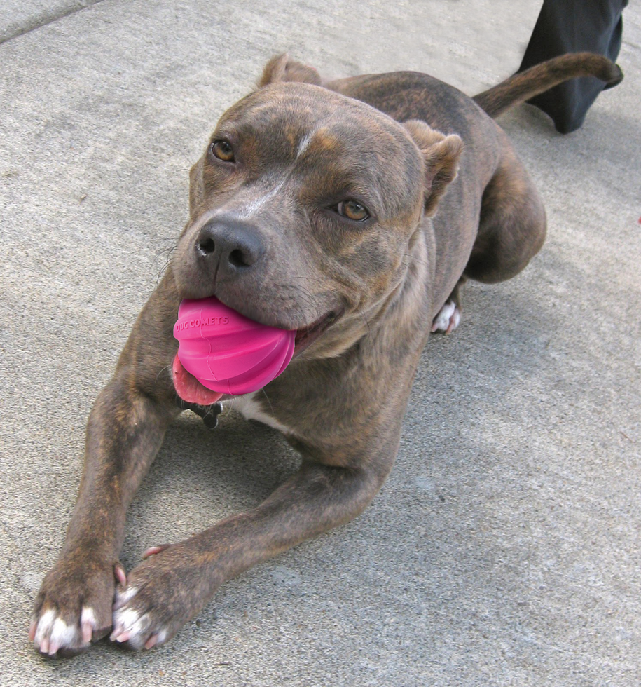 Halley Rose pink kutyalabda