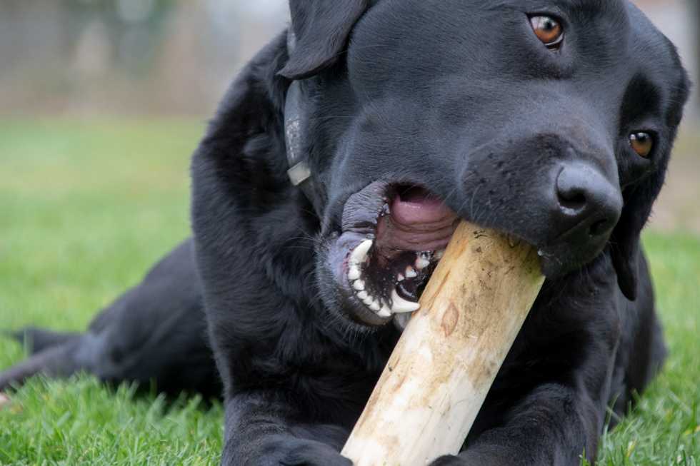 Stress stick from coffee bean branch for dogs S