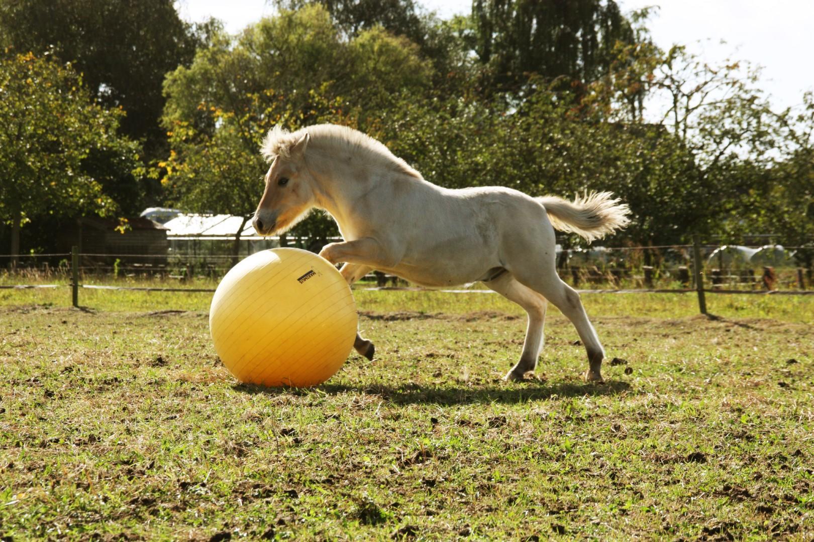 Power Play horse ball 65cm