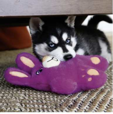 Plush bear dog toy Md