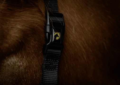 Monzo Headcollar, halter
