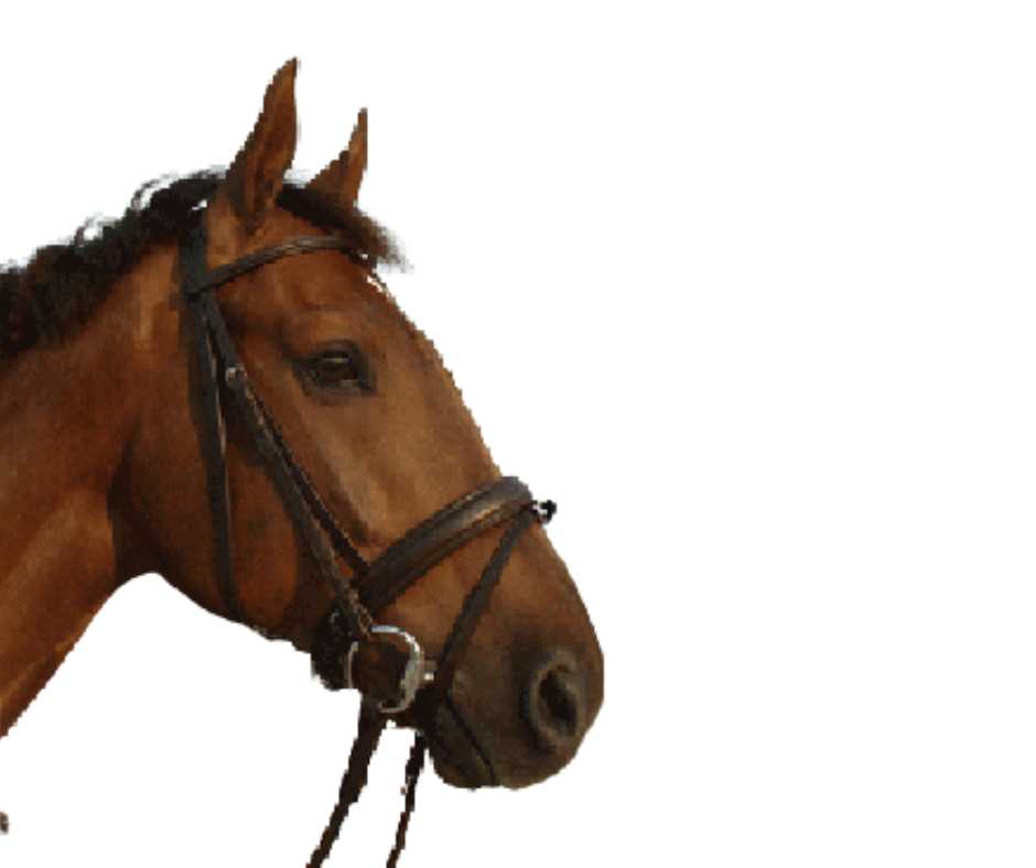 Lisbon bridle