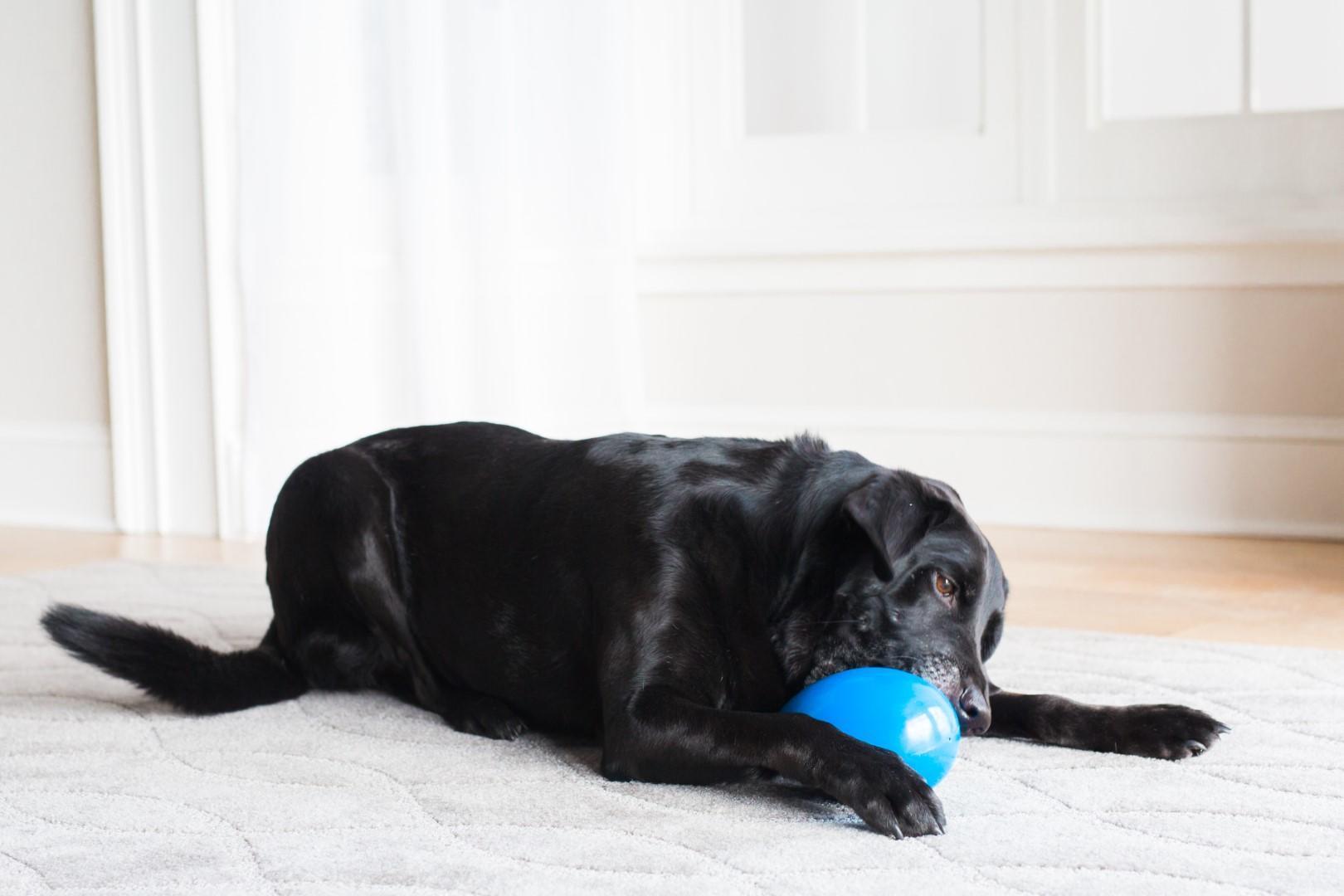 Egg-shaped medium dog toy, blue