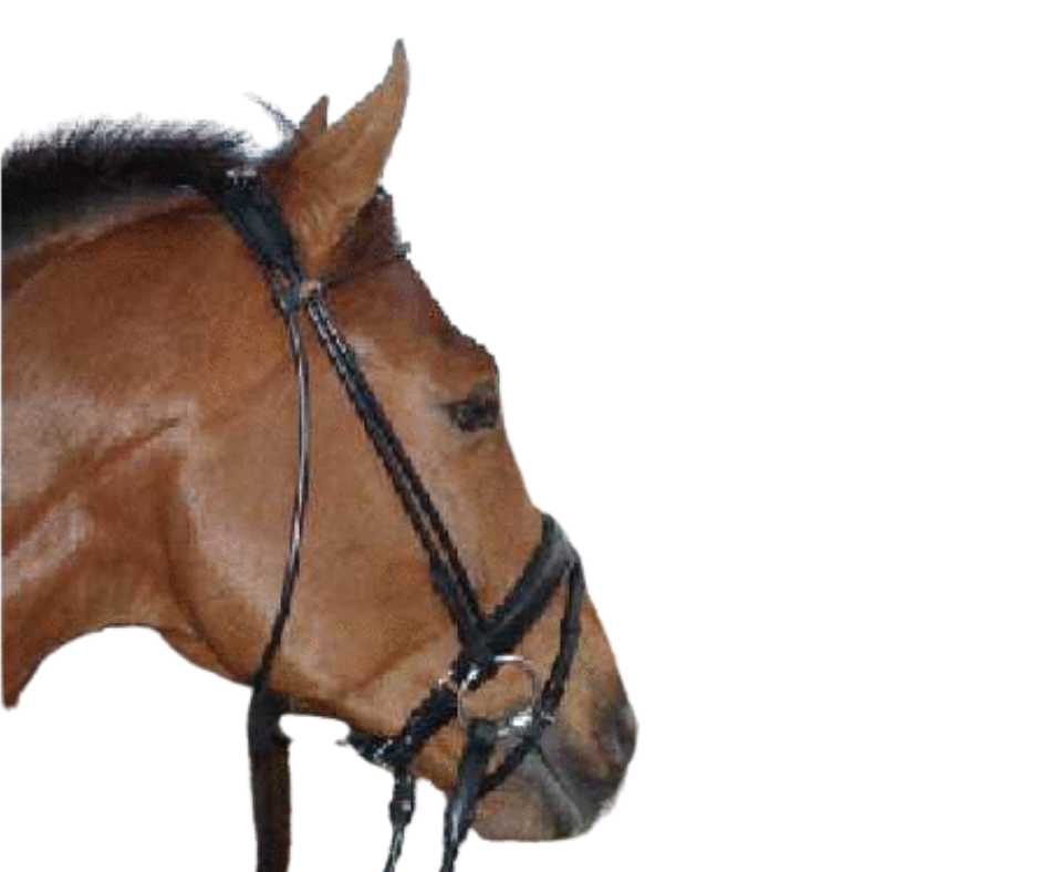 Torino bridle