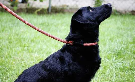 Blue polka dot dog leash 150cm