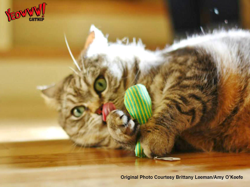 Stin of Stinkies (3 fish stuffed with catnip) cat toy