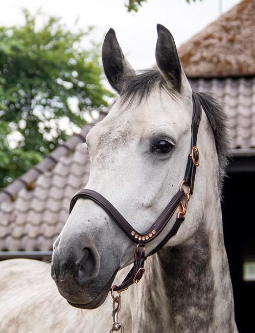 Lecce Showtime headcollar, halter