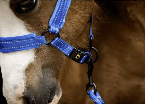 Monzo Headcollar, halter