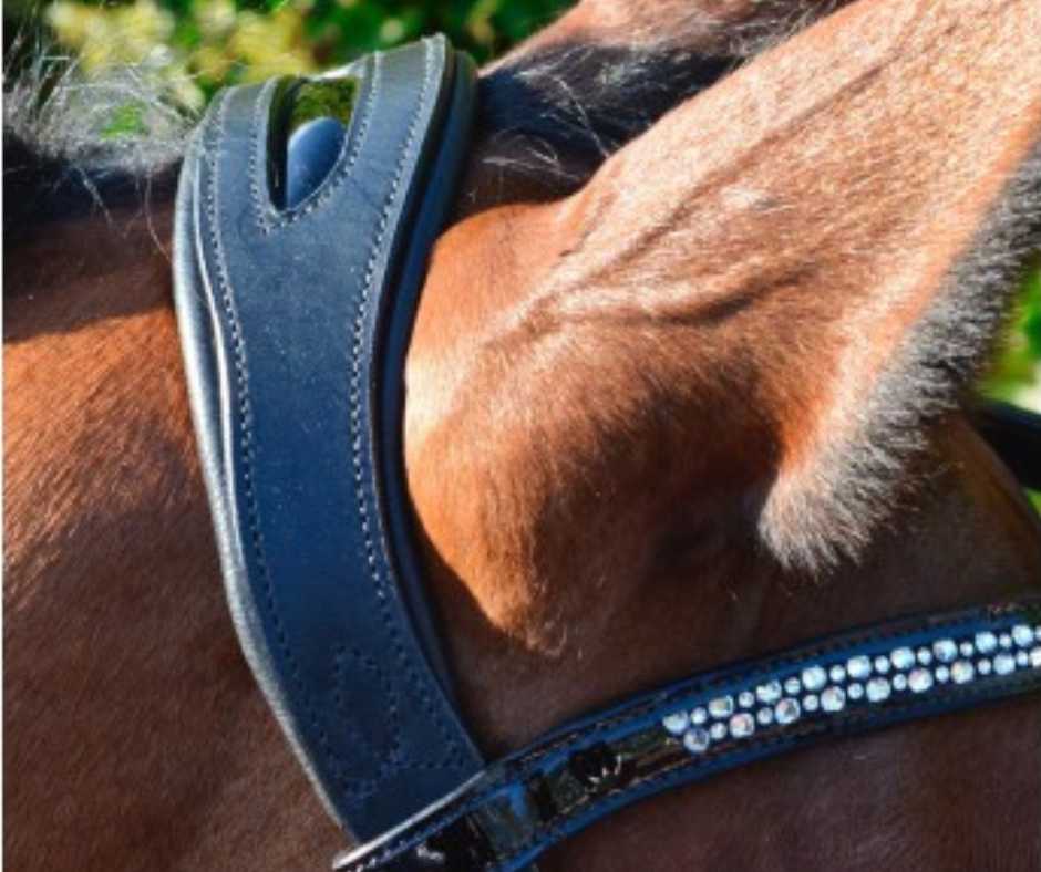 Zafir bridle