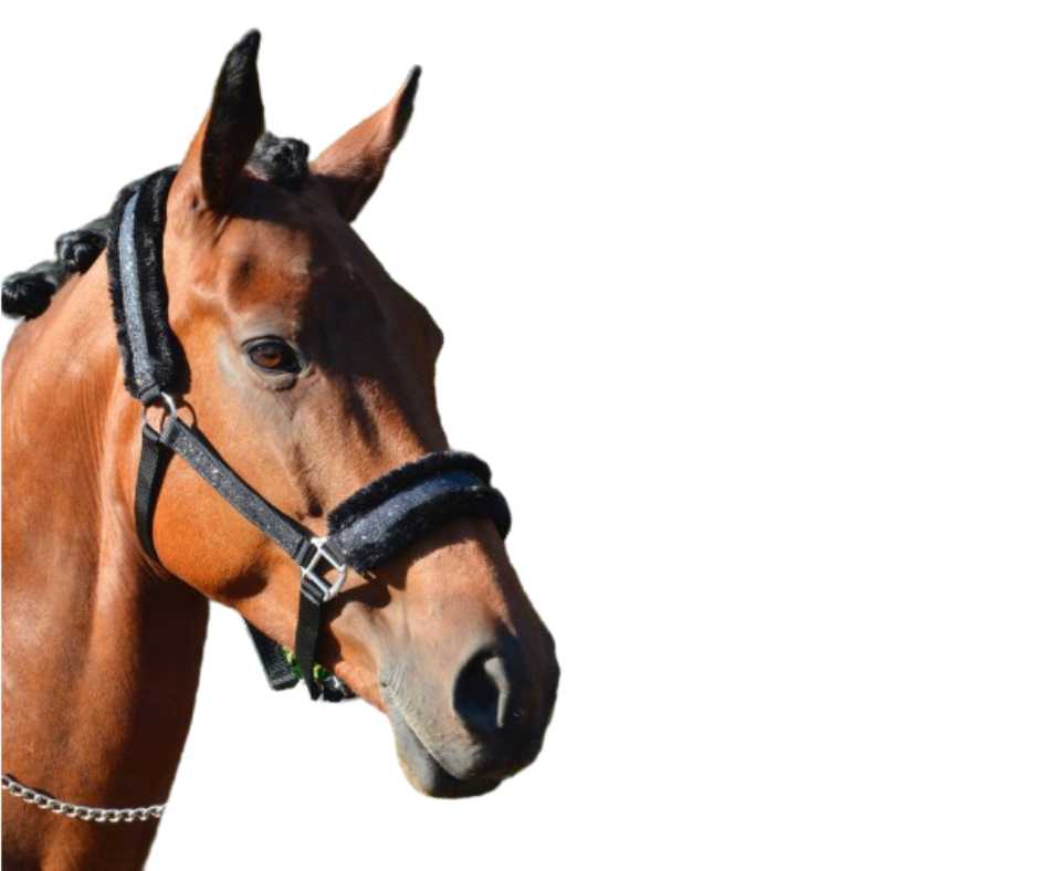 Glamour headcollar