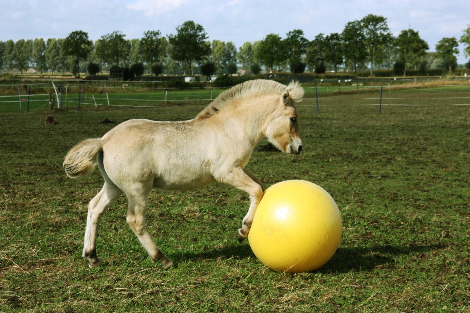 Power Play horse ball 65cm