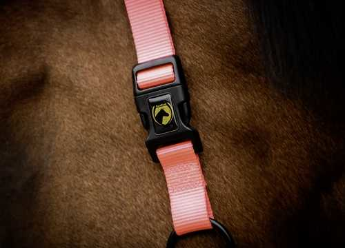 Monzo Headcollar, halter
