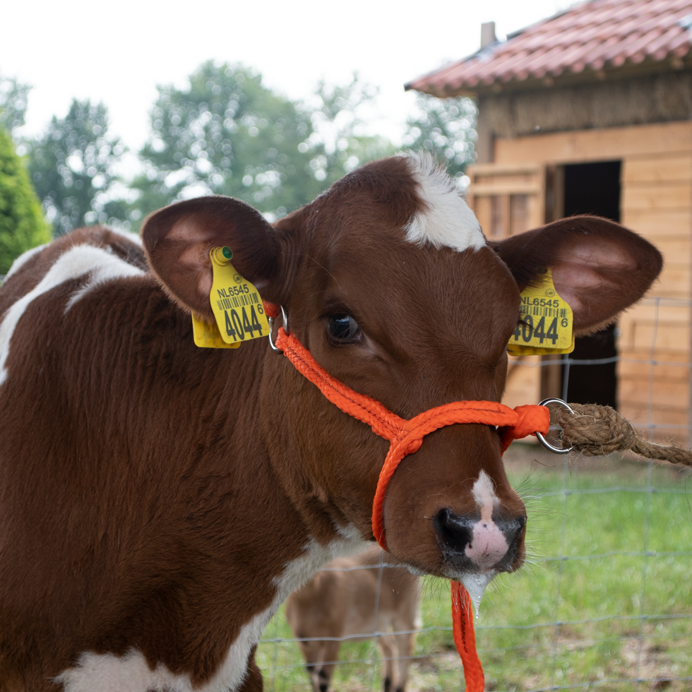 headcollar, halter for calf