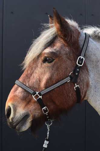 Volla Headcollar,  halter XXFull