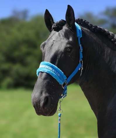 Lauro Headcollar, halter