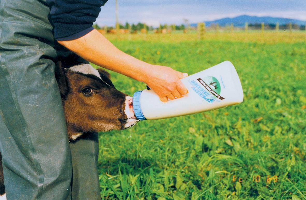Calf fast feeding bottle Blue 2,5 l cattle rearing