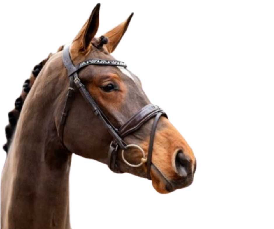 Showtime Great Escape bridle